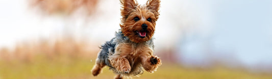 Helpful Tips When Using MCT oil for Dogs