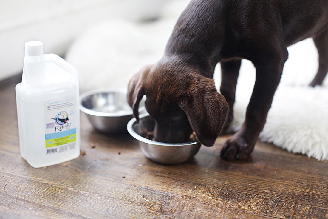 Helpful Tips When Using MCT oil for Dogs