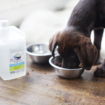 Introducing C8 KetoMCT oil for DOGS